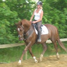 Hollandsk Varmblod Ursela