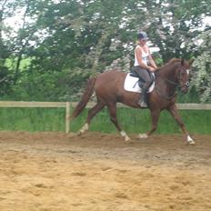 Hollandsk Varmblod Ursela