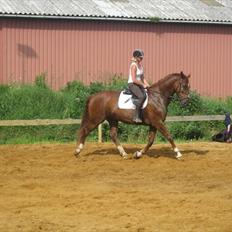 Hollandsk Varmblod Ursela