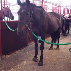 Anden særlig race Lucy rideskole(aflivet)