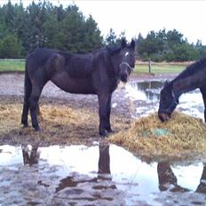 Anden særlig race Lucy rideskole(aflivet)