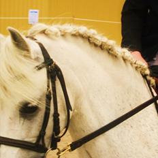 Welsh Pony (sec B) Blondie (rosa)