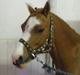 Welsh Pony (sec B) bubbly