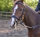 Tysk Sportspony Lilly Rose x-part