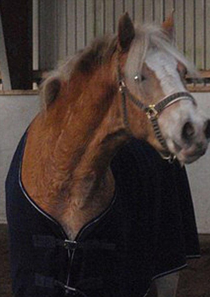 Tyroler Haflinger Aron II "BEBSEN" billede 15