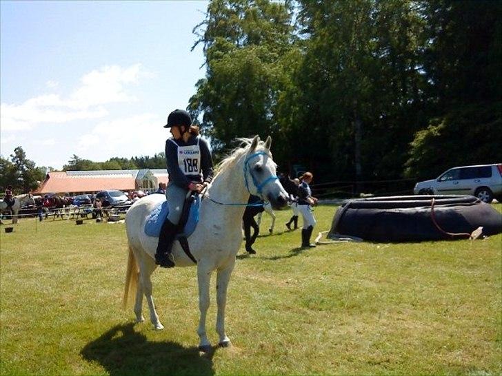 Arabisk fuldblod (OX) IBN Jordan  billede 11