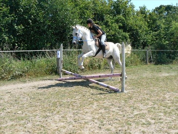 Arabisk fuldblod (OX) IBN Jordan  billede 12