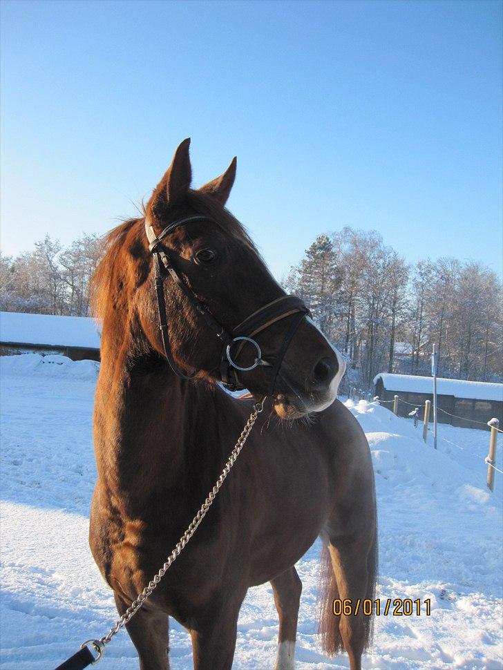 Hannoveraner D´artagnan Solgt! billede 10