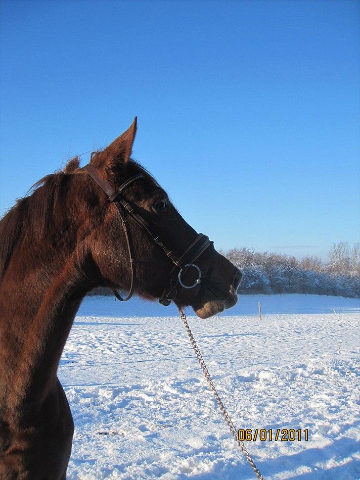 Hannoveraner D´artagnan Solgt! billede 11