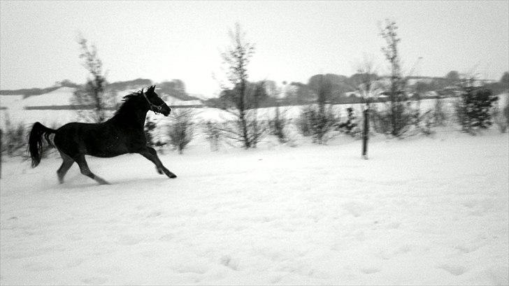 Anden særlig race Vivaldo....<3 Fortid..;/ - My Love, My Angel, My Heart....My Soul!<3 Always you and me!  billede 13