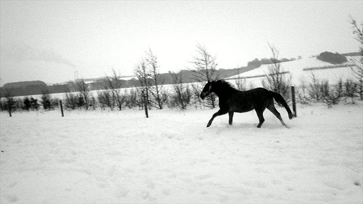 Anden særlig race Vivaldo....<3 Fortid..;/ - Be free, Be wild! But you´ll always be my star on the dark night sky! <3 Forever and always <3 billede 14