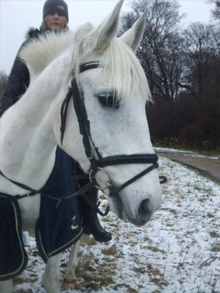 Anden særlig race Tybjerggaards Sully<3 - Sully og Nanna i vinters (2010) (taget af mig (Visnu)) billede 11