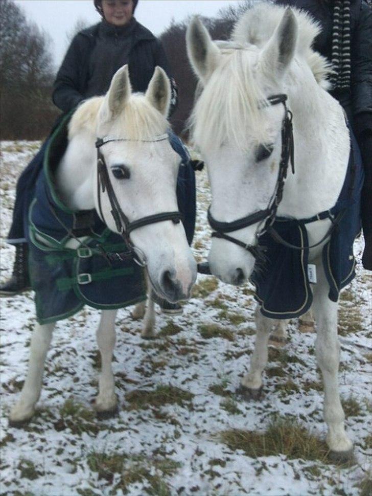 Anden særlig race Tybjerggaards Sully<3 - De smukkeste hvide heste/ponyer i sneen billede 12