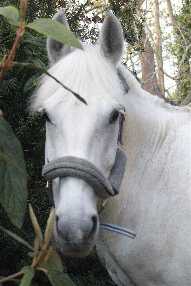 Anden særlig race Tybjerggaards Sully<3 - Den dejligste (billedet er taget af FkA-foto/Karo) billede 13