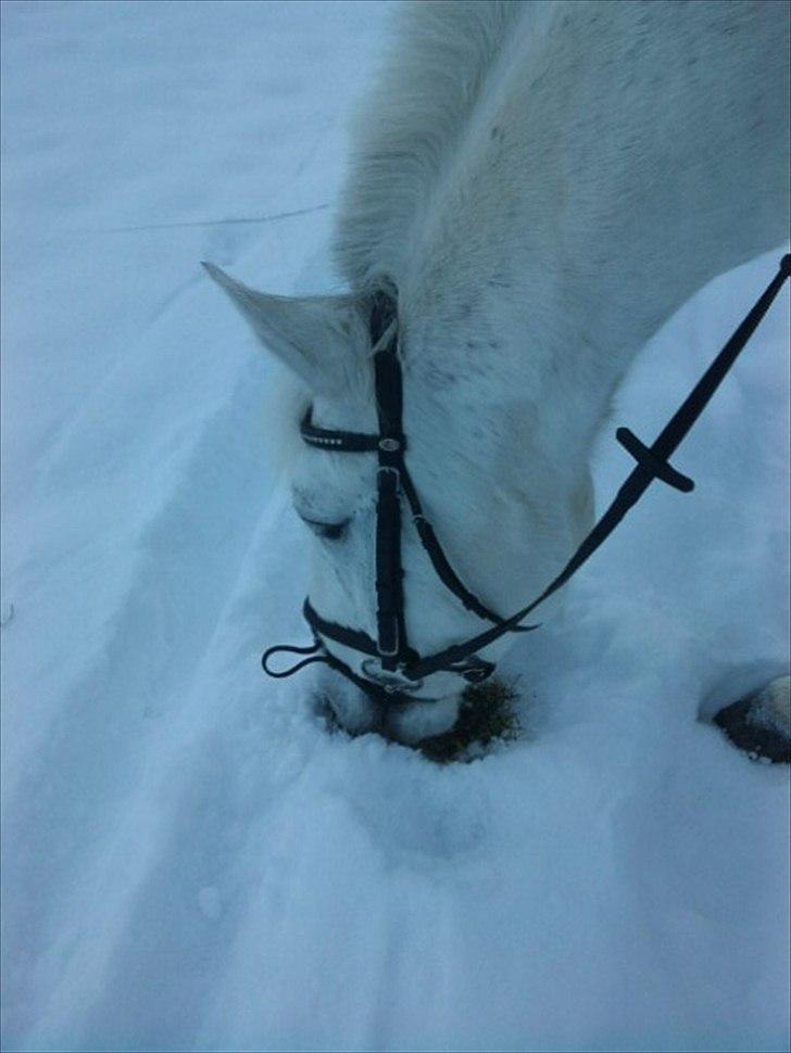 Anden særlig race Tybjerggaards Sully<3 - Sully og jeg en tur i Ermelunden :) billede 14