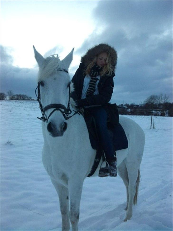 Anden særlig race Tybjerggaards Sully<3 - Sully og jeg en tur i sneen billede 15