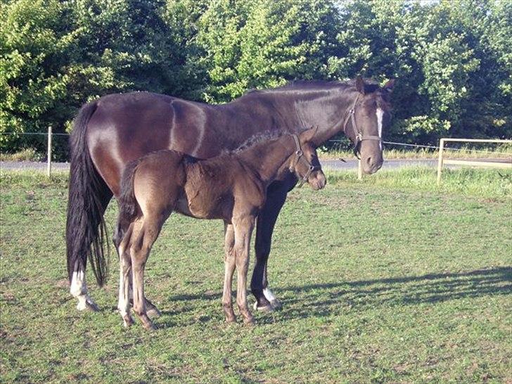 Dansk Varmblod Lotus Bramdal - Lotus med Hans (Santos) billede 1