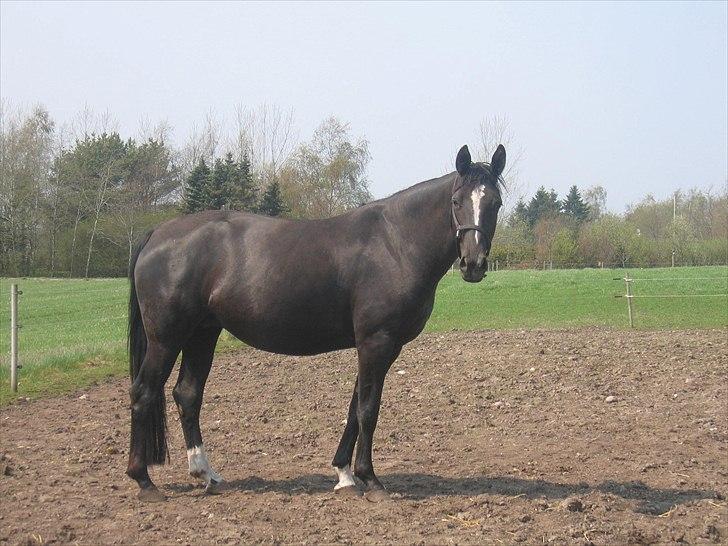 Dansk Varmblod Lotus Bramdal - Meget drægtig, 2 dage før termin. Vi venter spændt !!! billede 2