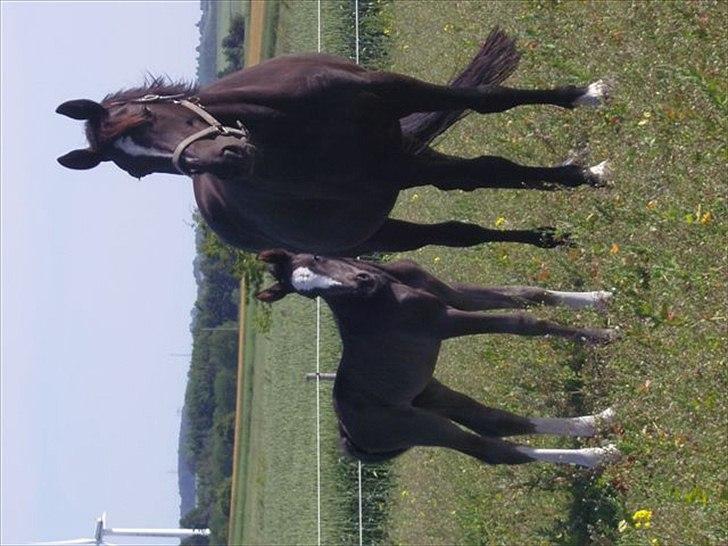 Dansk Varmblod Lotus Bramdal - 2 smukke piger, Lotus og Miss Billie Jean billede 3