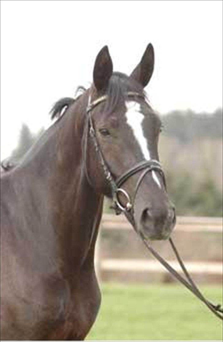 Dansk Varmblod Lotus Bramdal - Lotus 2006 billede 4