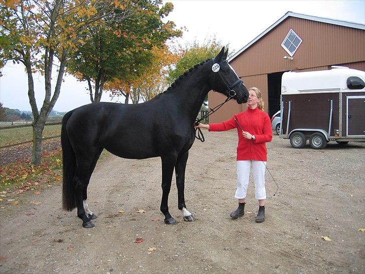 Dansk Varmblod Lotus Bramdal - Til kåring, Fik 8 i helhed billede 5