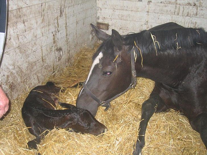 Dansk Varmblod Lotus Bramdal - Mor og datter. Et kys til den lille "Gucci" billede 6