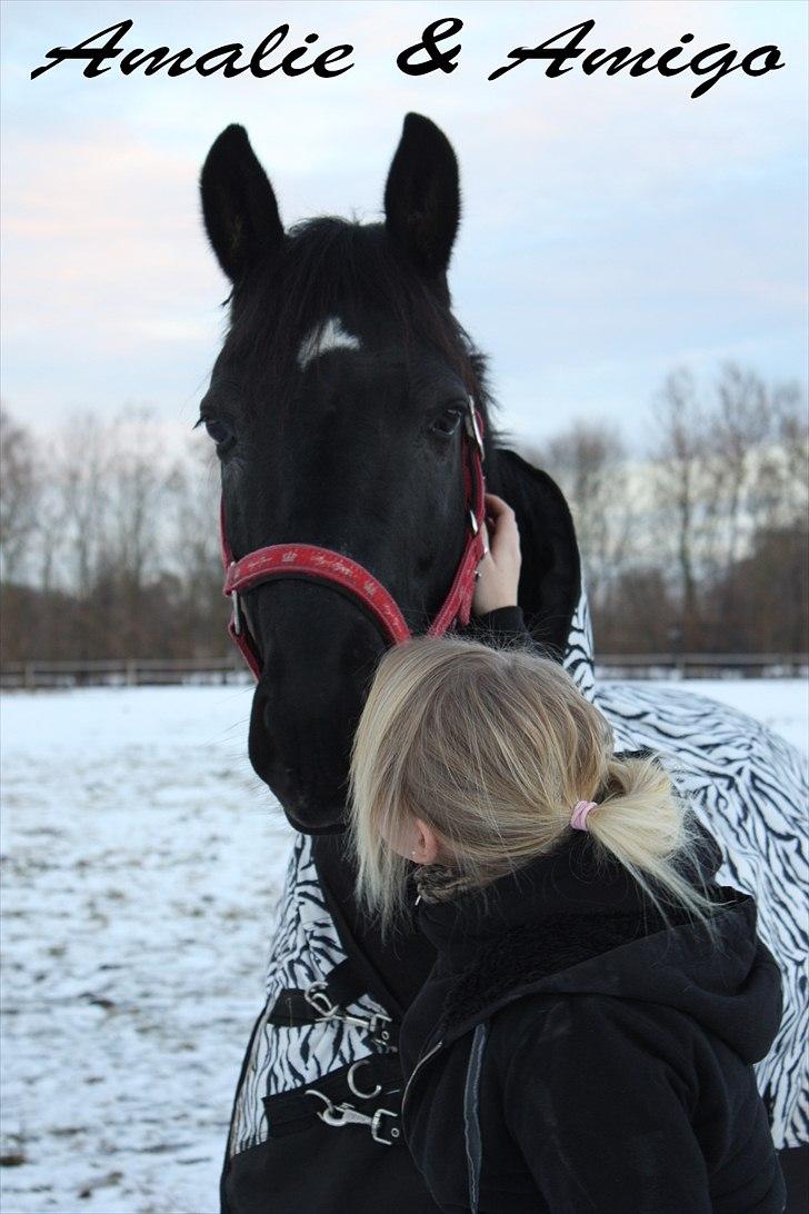 Anden særlig race Amigo - Mit eventyr - Velkommen til Amigos profil! Amigo er min første hest og jeg elsker ham bare allerede så højt! smid gerne en bedømmelse af ham den smukke :D billede 1