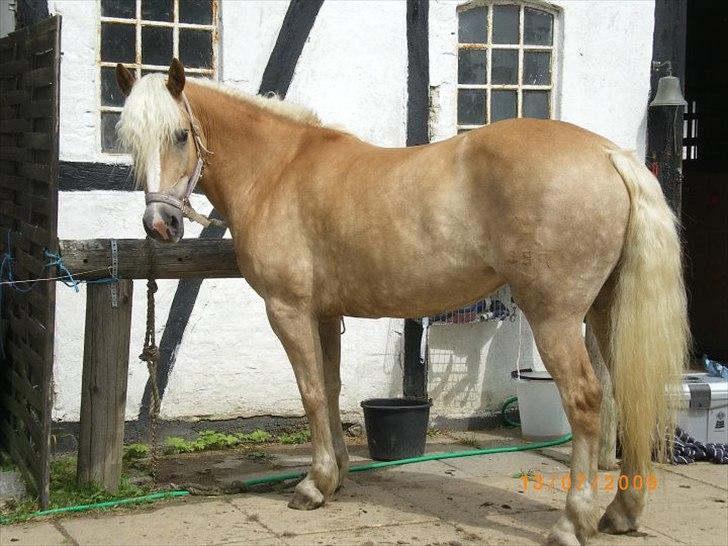 Haflinger Ferrari Bakkely - da ferrari og mig var til ryttermærke. vi bestod billede 3