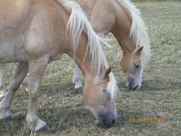 Haflinger Ferrari Bakkely - de to smukke ponyer har vist leget på folden, de har fået nogle ´knups´ :D haha billede 4