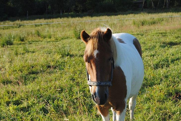 Anden særlig race Mexen - Velkommen Til Ponyen´s Profil <:)
Smid gerne en Kommentar+ en Bedømmelse billede 1