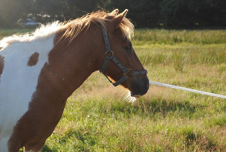 Anden særlig race Mexen - Smukke Pony.....! billede 3