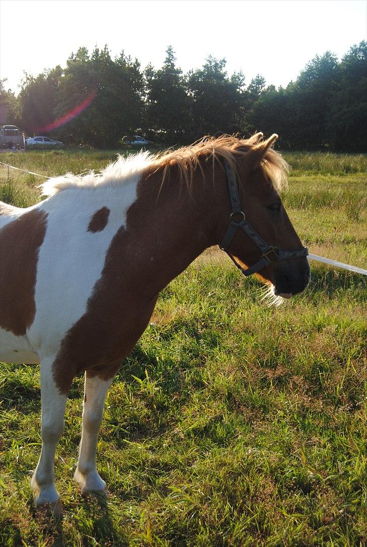 Anden særlig race Mexen billede 7