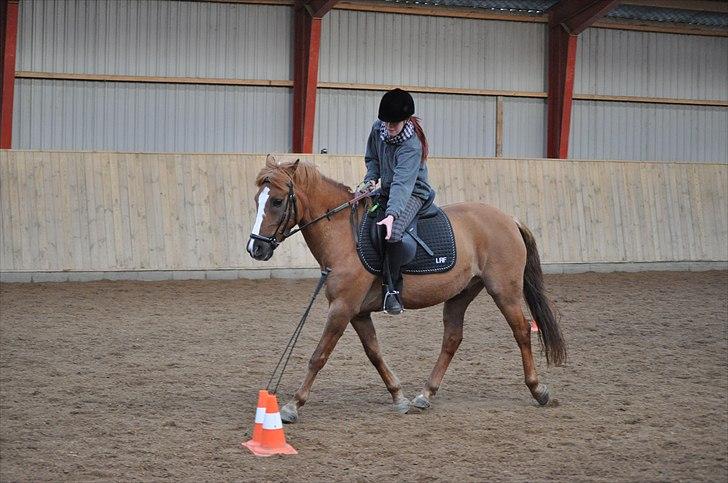 Hollandsk Sportspony Benny (GL PART) - © LKB © billede 17