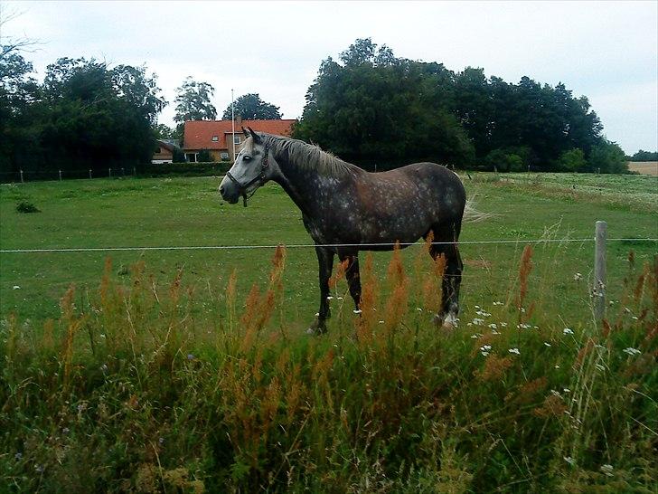 Anden særlig race Siska billede 12