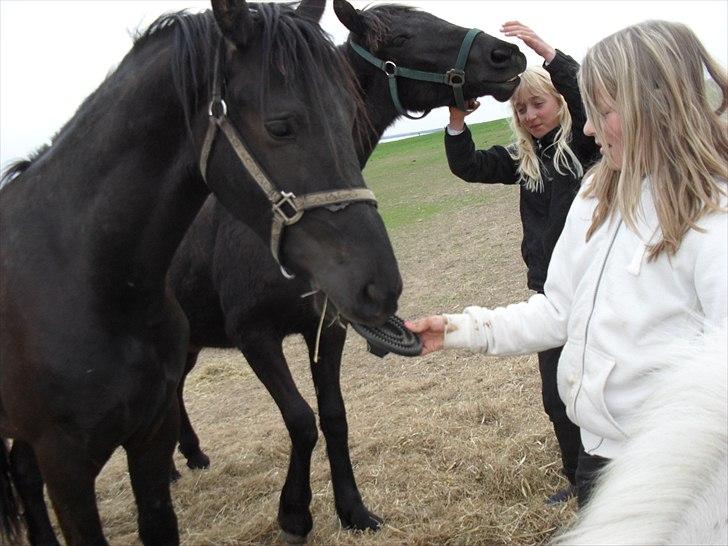 Shetlænder Sputte Gamle Part. billede 16