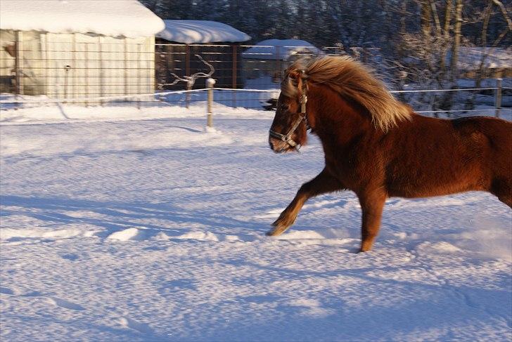 Islænder Atli Fra Kirstinelund billede 10