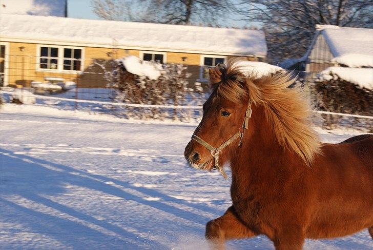 Islænder Atli Fra Kirstinelund billede 11