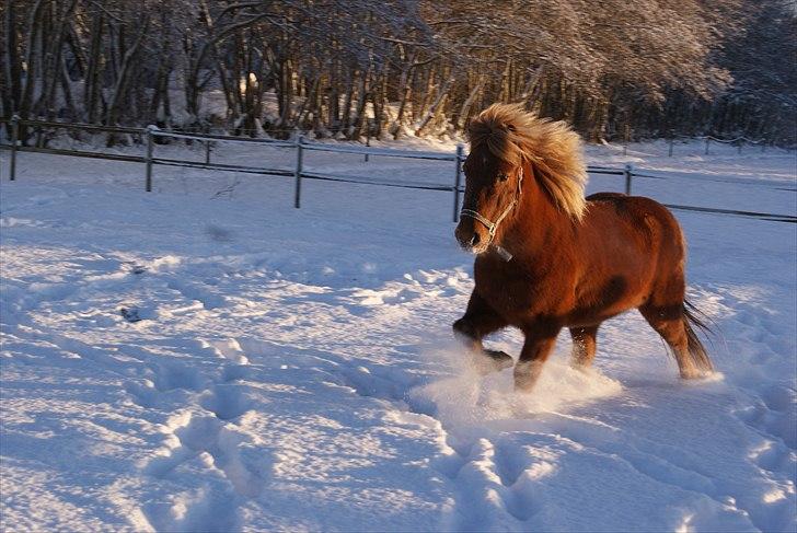 Islænder Atli Fra Kirstinelund billede 12