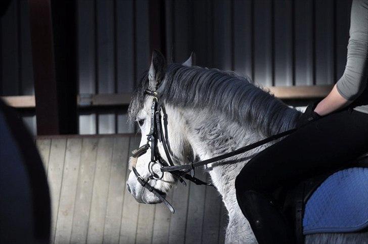 Welsh Pony (sec B) Oddens Pigatju - foto: Thea billede 14