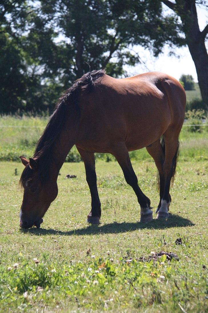 Anden særlig race Sheran - Dejlige hest! (: Foto: mig billede 10