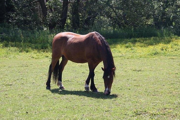 Anden særlig race Sheran - Du er en af verdens skønneste heste! Foto: Mig billede 11