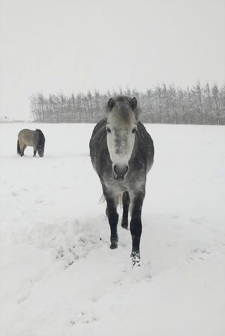 Anden særlig race Mascha - smukke snedronning billede 13