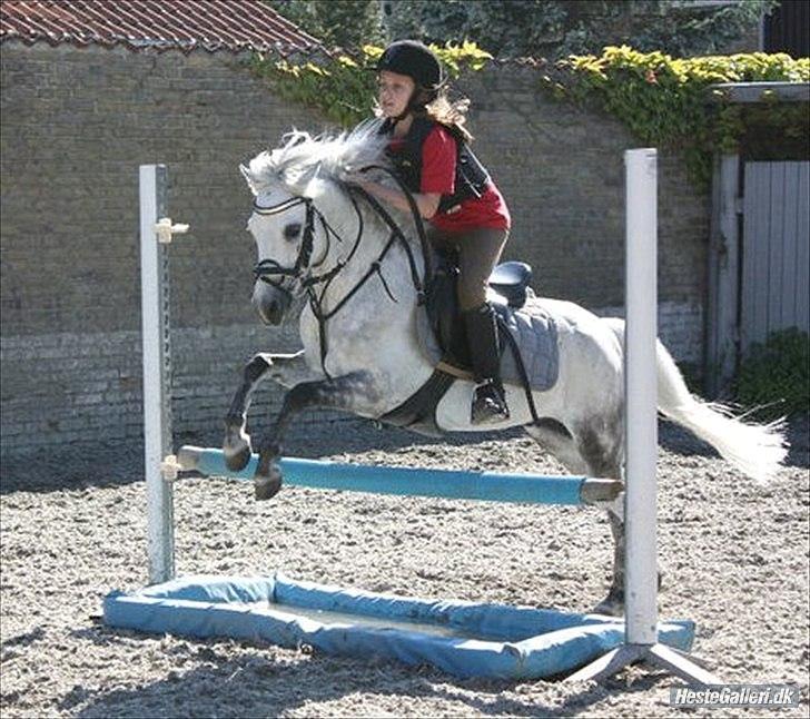 Welsh Mountain (sec A) Elvis Pony  - Vi er det bedste og sejeste team 4-ever<3 billede 4