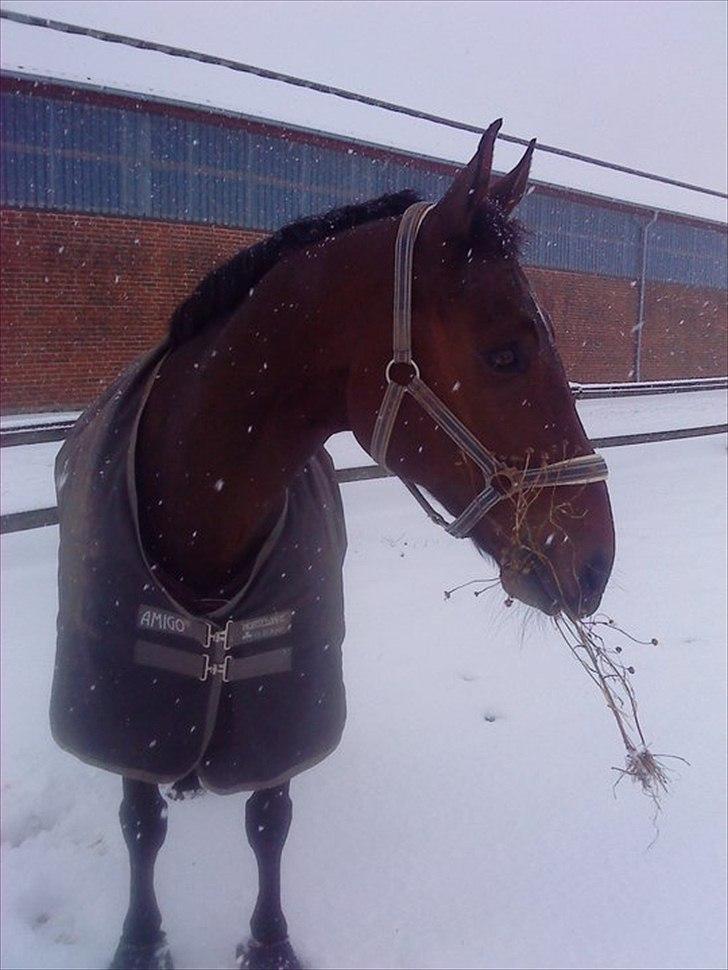 Dansk Varmblod Markgårds Donnewind - December 2010 billede 20