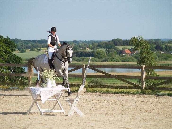 Hollandsk Varmblod Uno C billede 14