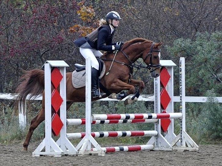 Arabisk fuldblod (OX) SR Melekov OX (SOLGT) - Mele og gamle ejer :-) billede 2