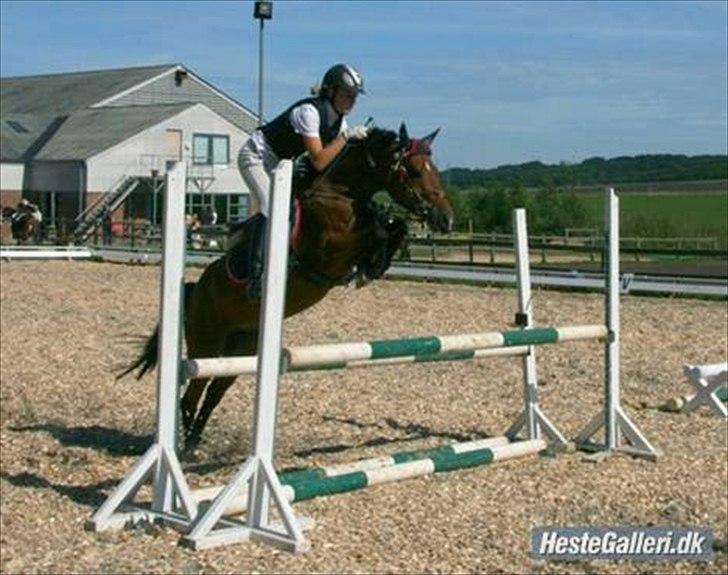 Hollandsk Sportspony SUZE B-PONY - Caroline og Suze til Stævne! (; billede 2