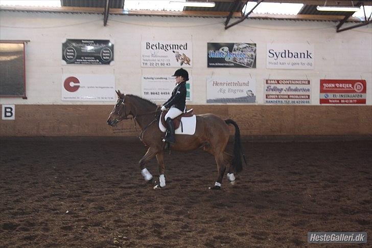 Hollandsk Sportspony SUZE B-PONY - Mig og Seje Suze til Dressur stævne! (; billede 4