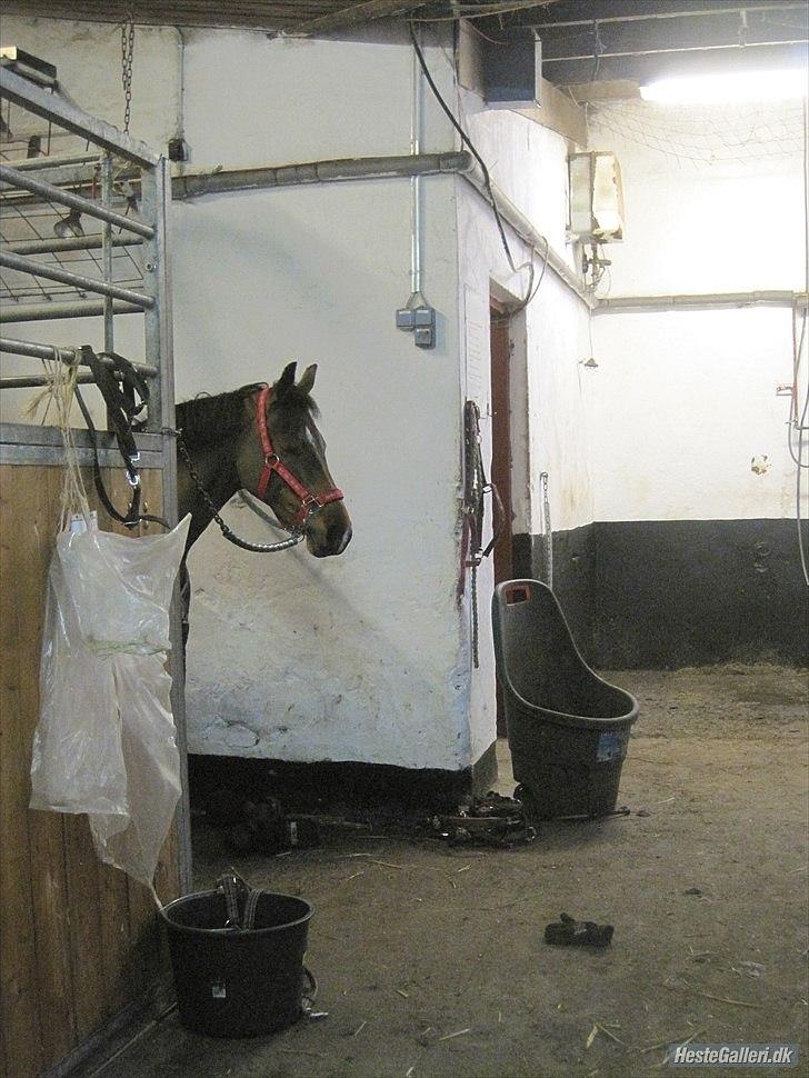 Hollandsk Sportspony SUZE B-PONY - Suze er lidt træt efter spring! (; billede 8