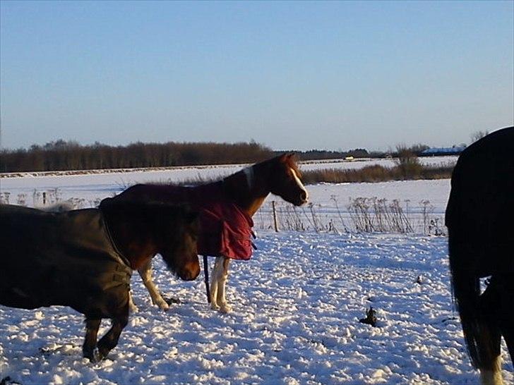 Anden særlig race Fjuri  SOLGT ;( billede 17